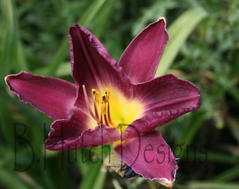 Purple Lily Photography Print, Floral Wall Art (Digital Download)