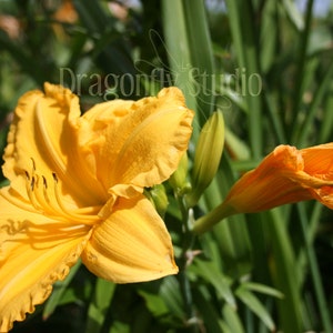 Yellow Day Lily Flower,Digital Download, Nature Photography, Flower Printable, Wall Art Decor, Nature Print, Home Decor