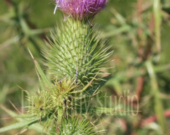 Thistle Bloom Photography Print, Nature Wall Art (Digital Download)
