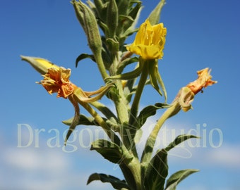 Yellow Flower, Digital Download, Nature Photography, Flower Printable, Country Road