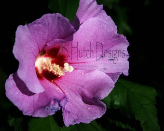 Purple Althea Flower Print, Botanical Photography (Digital Download)