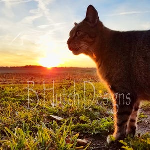 Cat enjoying the Sunrise, Animal Prints, Cat Photos, Sunrise Photos, Digital Download, Animal Photography, Home Decor, Nature Photography