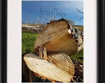 Split Tree Photography, Digital Download, Wood Grain, Home Decor, Wall Art, Nature Photography, Wood Prints