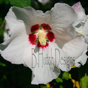 White Althea Flower Photography, Digital Download, Nature Print, Botanical Photography, Floral Print, Wall Art, Home Decor