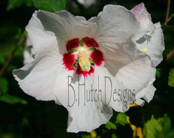 White Althea Flower Print, Botanical Photography Wall Art (Digital Download)
