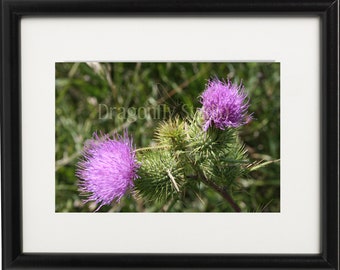 Purple Thistle Flower Print, Nature Photography, Home Decor (Digital Download)