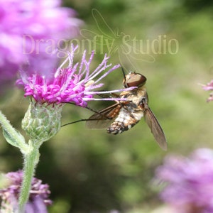 Honey Bee, Nature Photography, Bug Photo, Digital Download, Wall Art, Home Decor