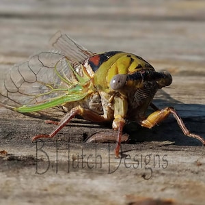 Cicada Locust Bugs, Nature Photography,  Bug  Photo, Digital Download, Wall Art, Home Decor