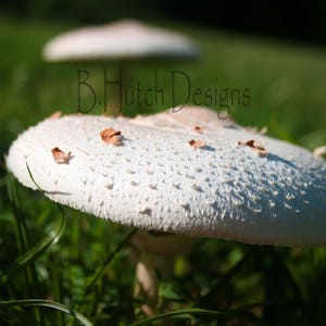 Toad Stools Print, Nature Photography, Nature Printable, Nature Photo, Digital Download,  Wall Art Decor, Home Decor