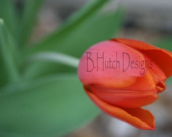 Red Tulip, Flower, Digital Download, Nature Photography, Flower Printable, Wall Art Decor, Nature Print, Home Decor