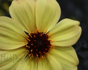Yellow Flower, Digital Download, Nature Print, Botanical Photography, Floral Print, Wall Art, Home Decor