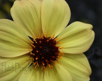 Yellow Flower, Digital Download, Nature Print, Botanical Photography, Floral Print, Wall Art, Home Decor