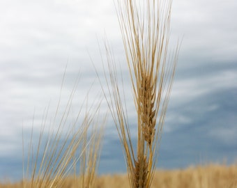 Stalks of Barley, Golden Fields, Digital Downloads, Farm Photography, Farm Photos, Home Decor, Nature Photos