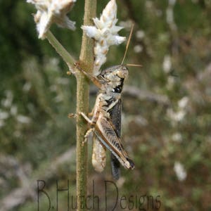 Grasshopper on Plant, Nature Photography, Bug Photo, Digital Download, Wall Art, Home Decor