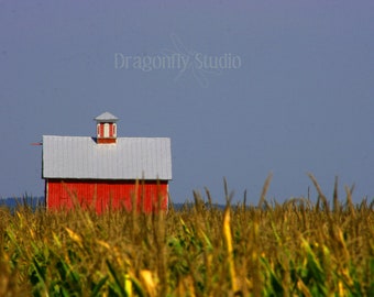 Red Barn Nestled in Corn Field, Farm Photography , Rural Photography, Digital Download, Wall Art Decor, Farm Art Photo, Home Decor