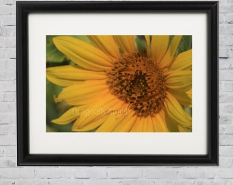 Sunflower, Digital Download, Nature Print, Botanical Photography, Floral Print, Wall Art, Home Decor