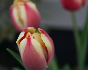 Tulip Trio Flower Print, Elegant Nature Photography (Digital Download)