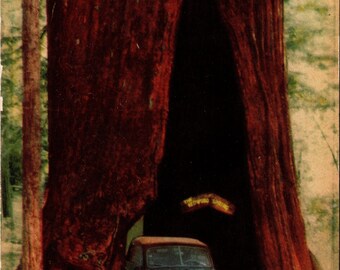 Myers California CA Redwood Highway Shrine Tree Car Drive Thru Postcard