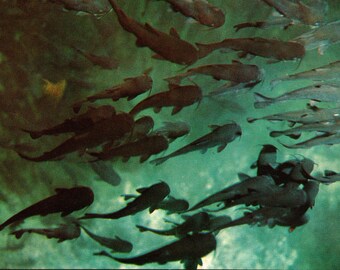 Silver Springs Florida FL Catfish Seen Through Glass Bottom Boats  Postcard