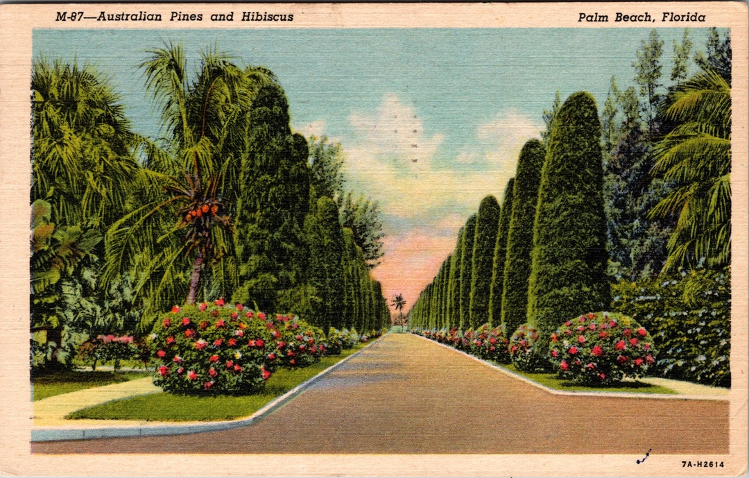 Australian Pine Trees & Hibiscus Palm Beach Florida FL Linen Etsy