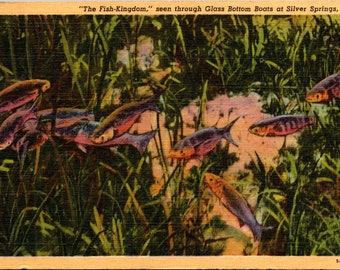 Silver Springs Florida FL Fish Seen Through Glass Bottom Boats Linen Postcard