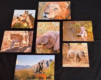 Vintage 7 Piece Wall Collage of African Animals - Taken on Safari South Africa.