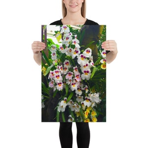 MILTONIOPSISIL ORCHID FLOWERS  Photo,  Wall Art Decor Without Frame