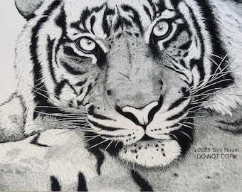 ORIGINAL Tiger Fine Art | OOAK | Piercing Eyes Tiger Art Sketch Farm | Wall Home Decor Big Cat Drawing Sketch Professional Quality fur