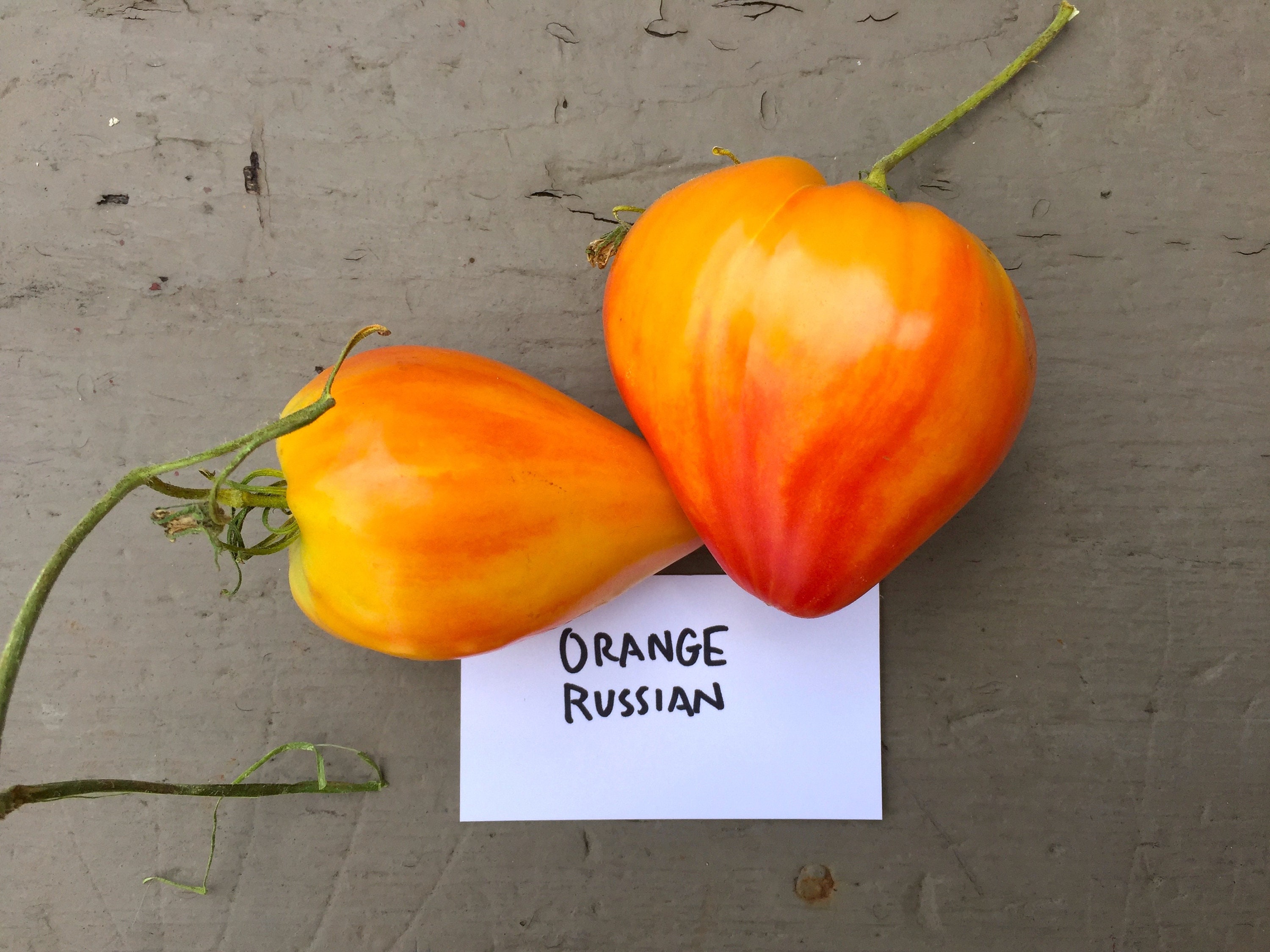 Orange Russian Heirloom Tomato Seeds / Organically Grown / | Etsy