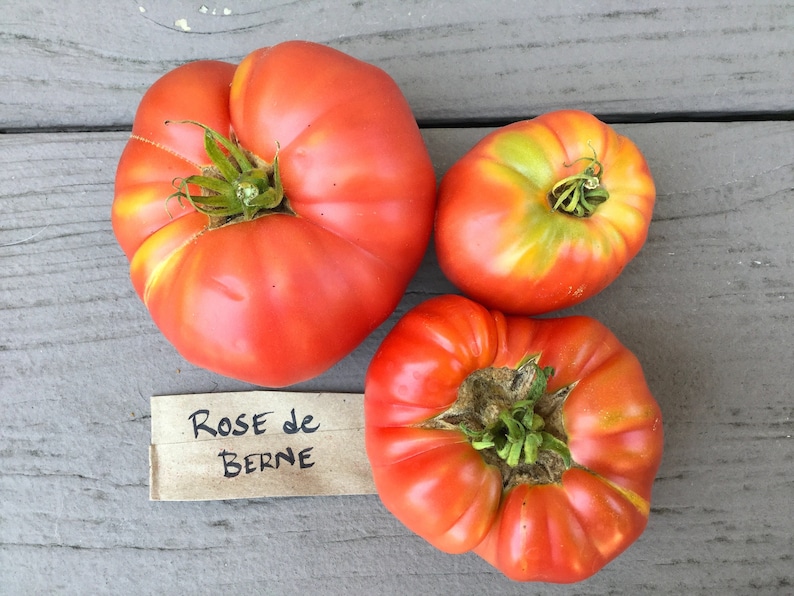 Rose De Berne Tomato