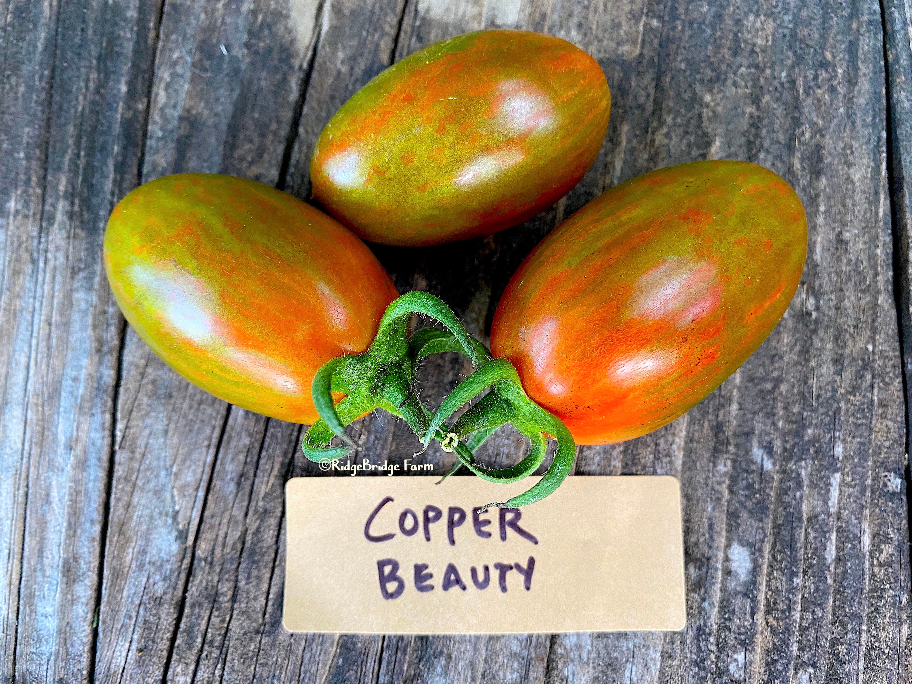 Copper Beauty Tomato Seeds / Organically Grown / Packet of 20 Etsy