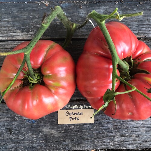 Italian Tree Tomato 20 Seeds Etsy