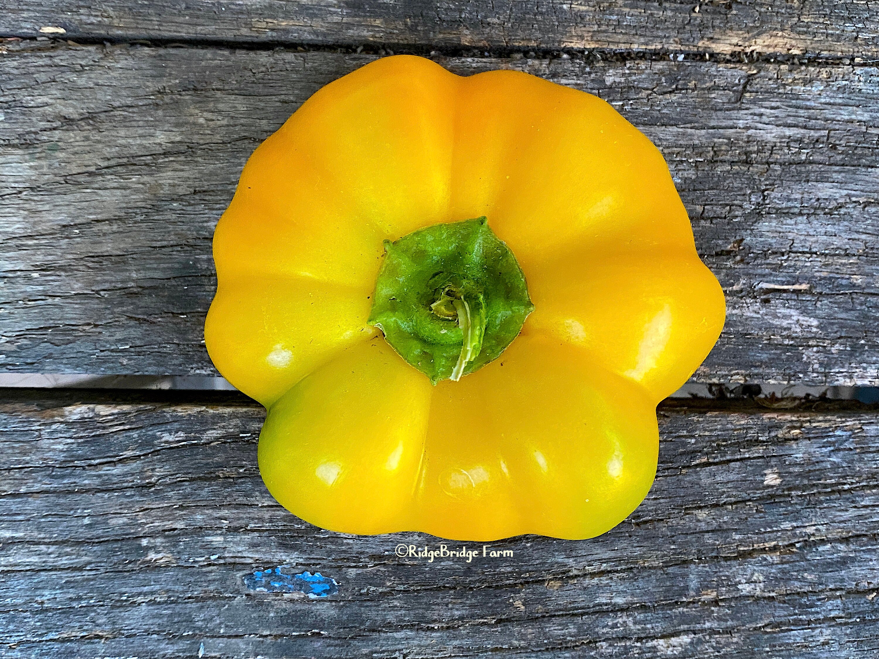 Paradicsom Alaku Sarga Szentes Heirloom Sweet Pepper Seeds / | Etsy