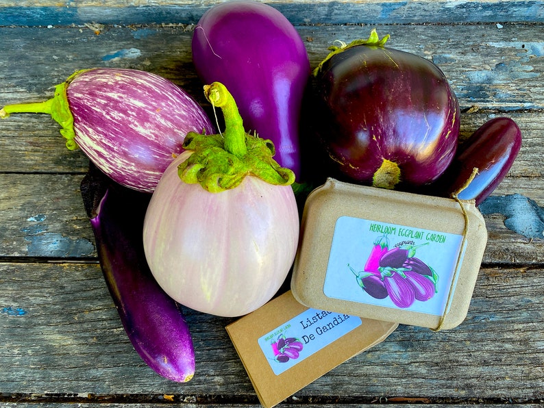 Heirloom Eggplant Garden / Six Packets of Seeds / Organically Etsy