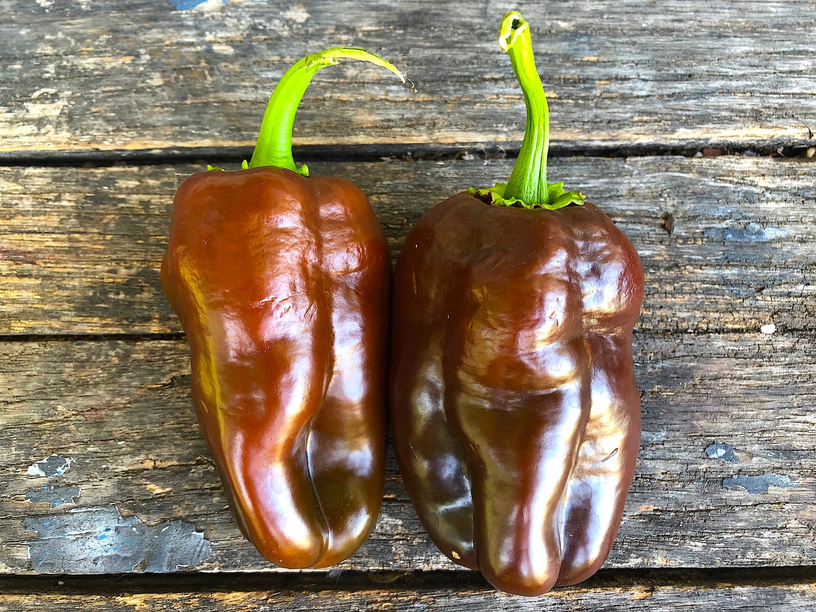 Sweet Chocolate Heirloom Bell Pepper Seeds / Packet of 20 Etsy