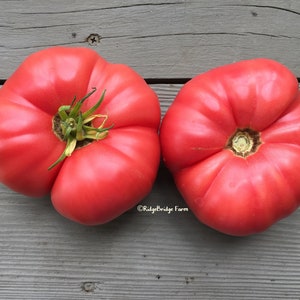Caspian Pink Heirloom Tomato Seeds / Organically Grown  / Packet of 20 Seeds  / Premium Heirloom Tomato Seeds
