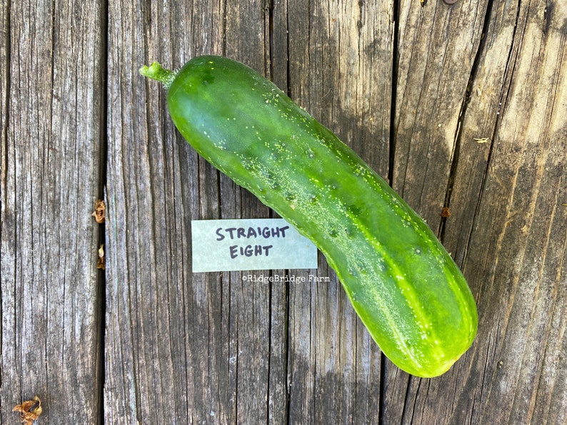 Straight Eight Heirloom Cucumber Seeds / Packet of 20 Seeds / Etsy