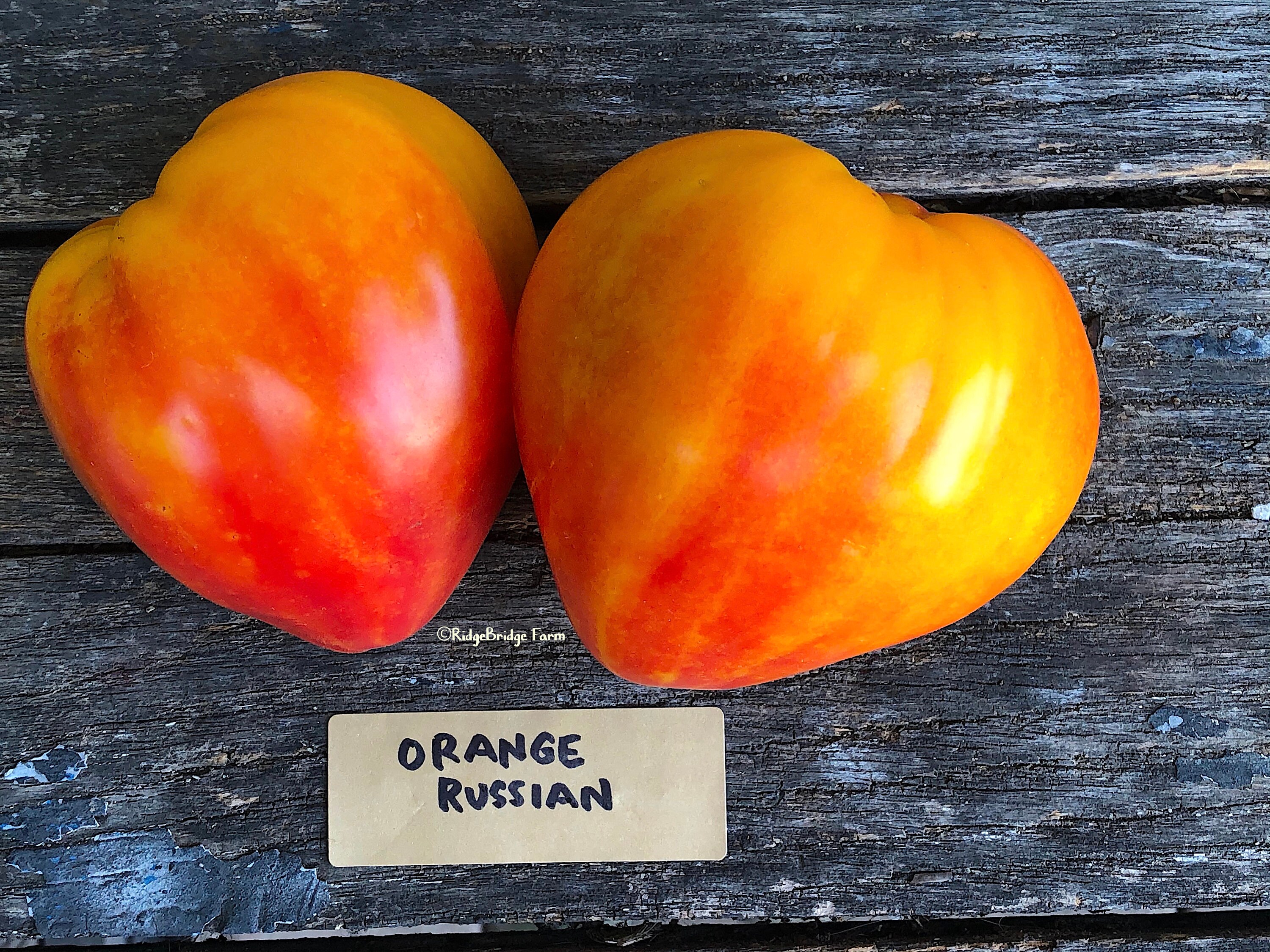 Orange Russian Heirloom Tomato Seeds / Organically Grown / | Etsy