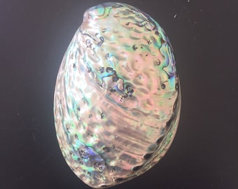 Opal Abalone Shell - Metaphysical Vibes