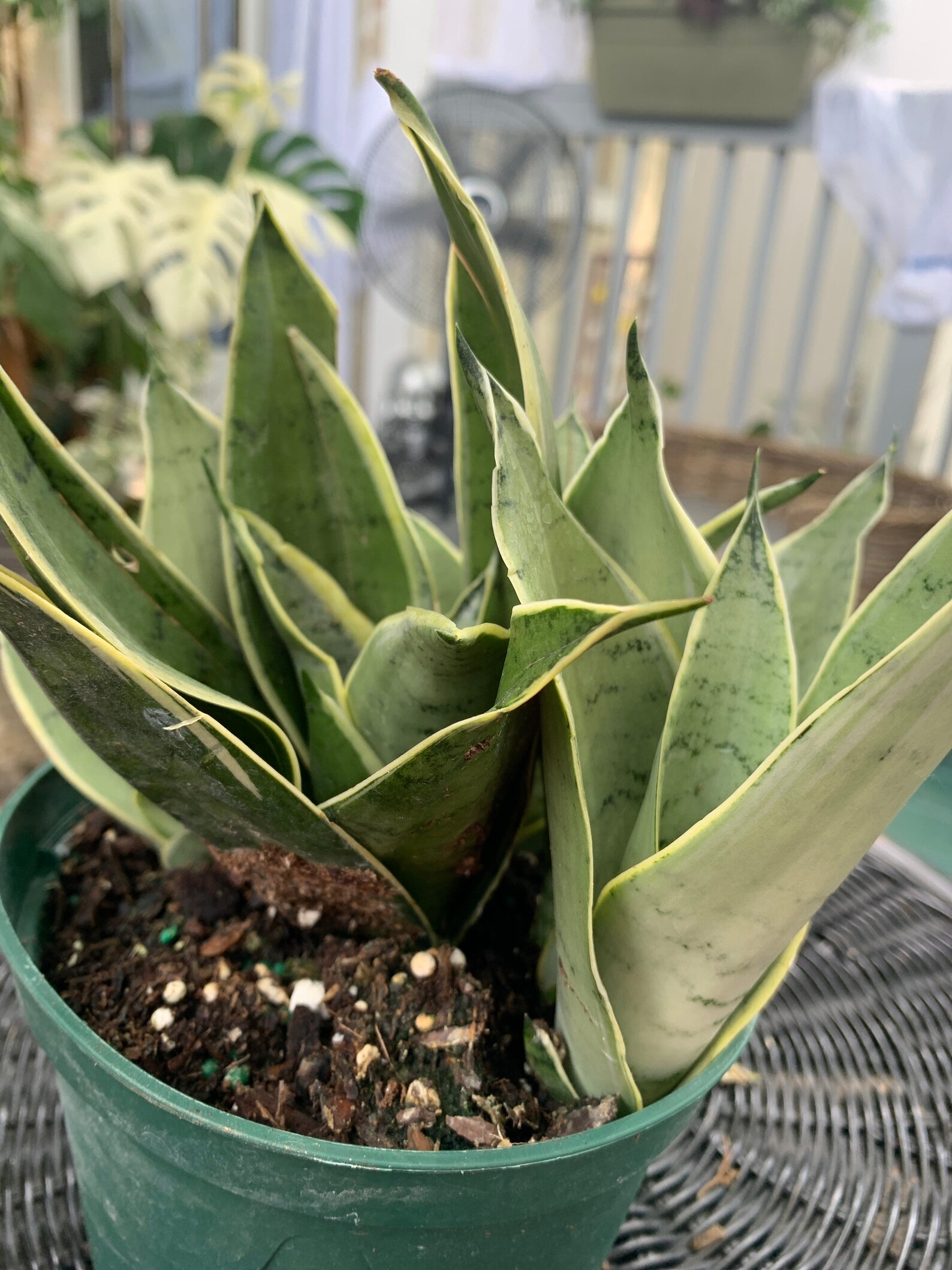 night owl snake plant night owl snake plant