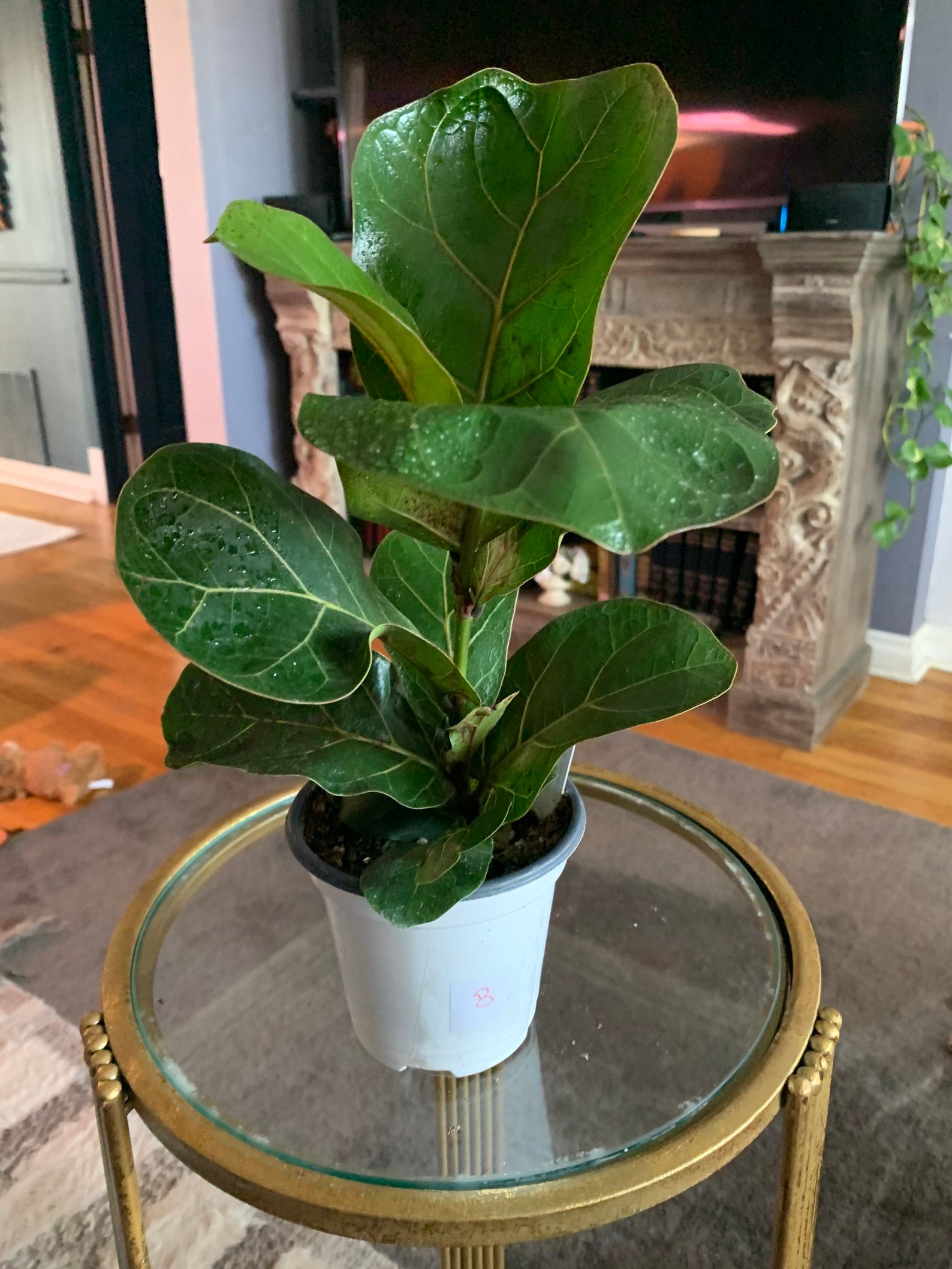 Ficus Lyrata Bambino Dwarf Fiddle Leaf Fig Live Plant Etsy