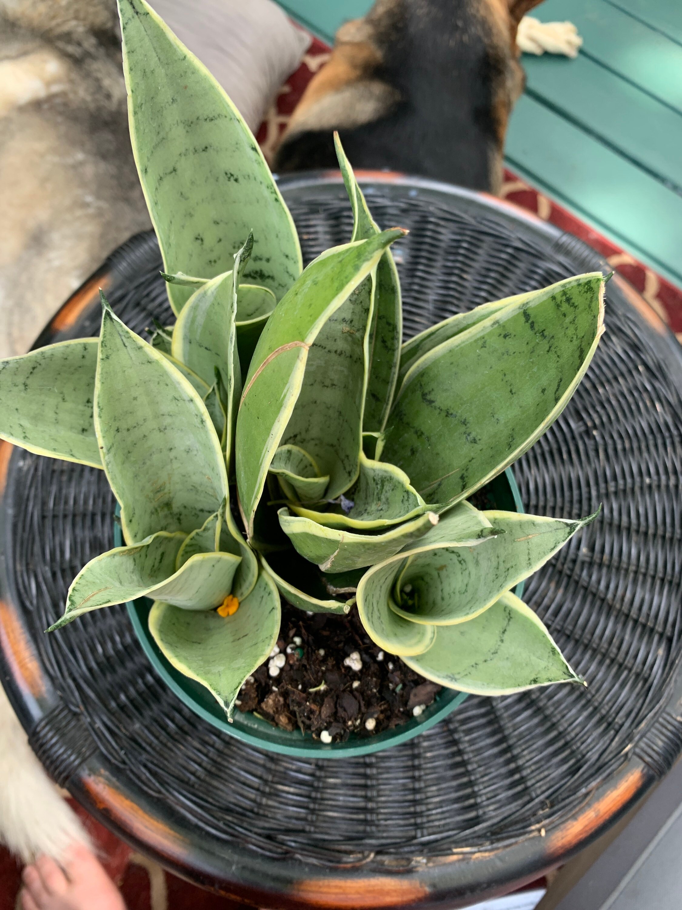 night owl sansevieria height night owl sansevieria height