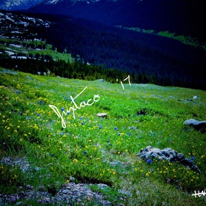 Colorado Rocky Mountain Wildflowers
