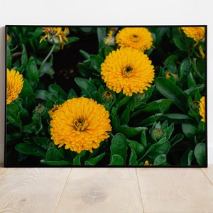 Wall decoration daisies pattern, Photography flowers in yellow and emerald green tones, Photography poster, Botanical print Detail photo