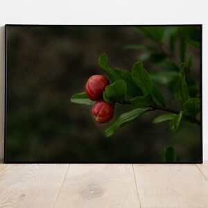 Botanical Wall Art | Pomegranate Tree Photography | Green plants print | Nature Poster | Fruit trees photo | Flower Button Art | Wall decor