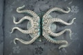 Octopus Entry Door Brass Handle/ Exterior Door Handle/ Solid Brass Left or Right Handle product logo