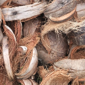 coconut mounting husk indoor or outdoor orchids, succulents, Staghorn ferns, Platycerium