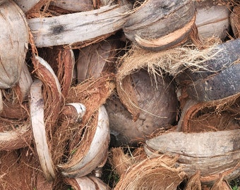 guscio di cocco per orchidee da interno o da esterno, piante grasse, felci Staghorn, Platycerium