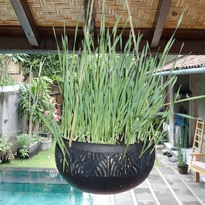 Bali coconut planter set of 4 per order perfect for indoor or outdoor orchids, succulents, veggies, or herbs