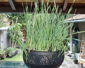 Set di 4 vasi da fiori in cocco di Bali, perfetti per orchidee, piante grasse, verdure o erbe aromatiche da interno o da esterno.